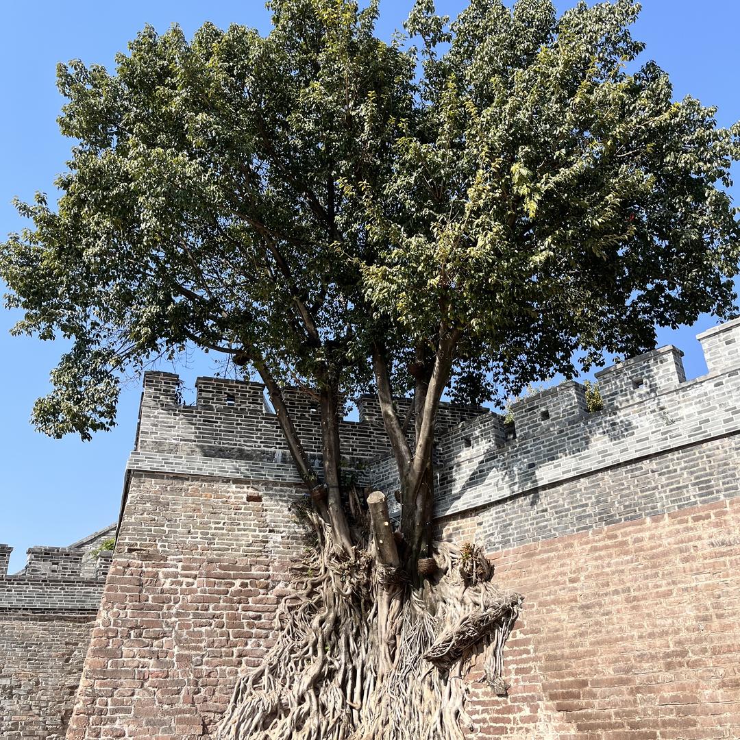 二娃当妈（只想长命百岁）