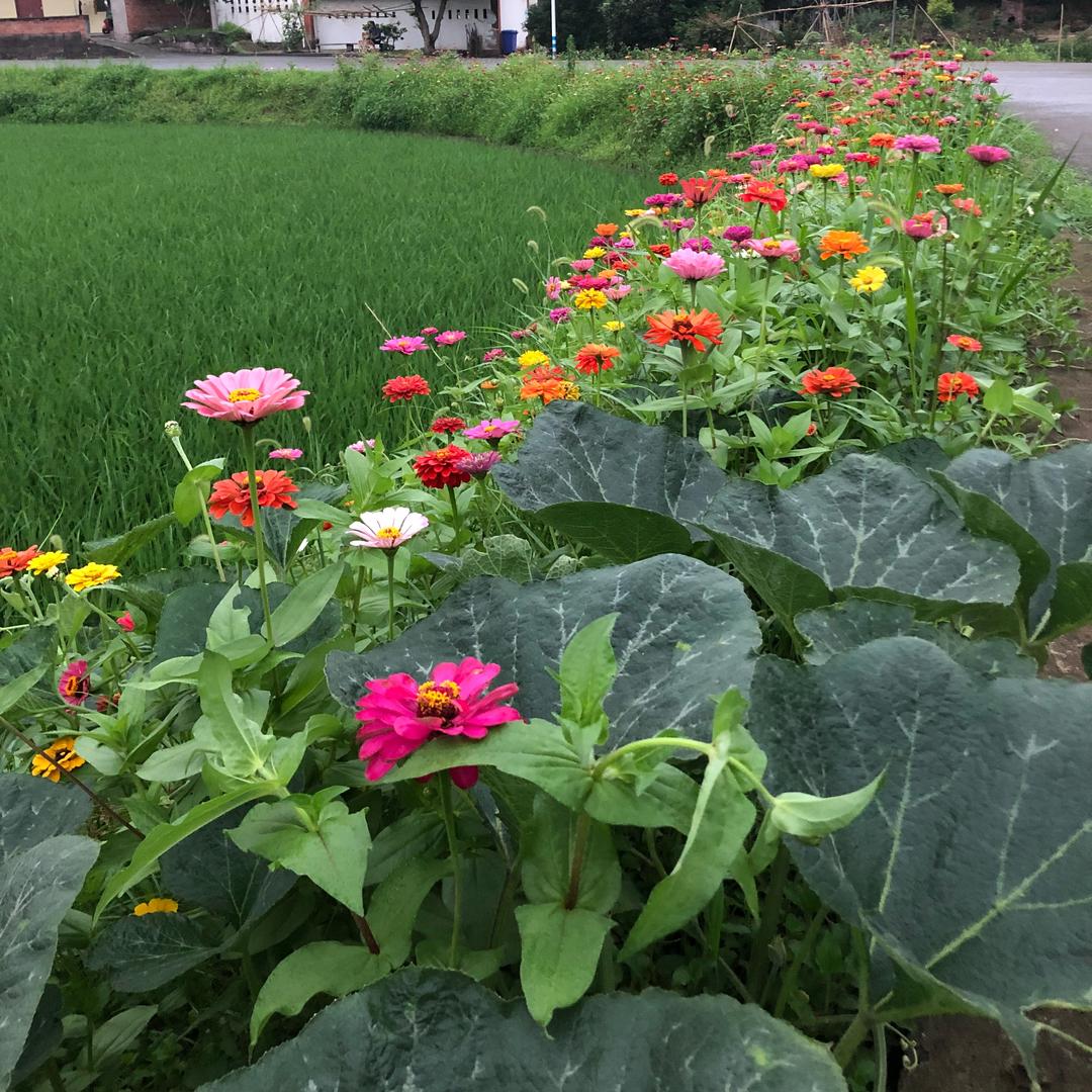 重庆樱花柴犬舍