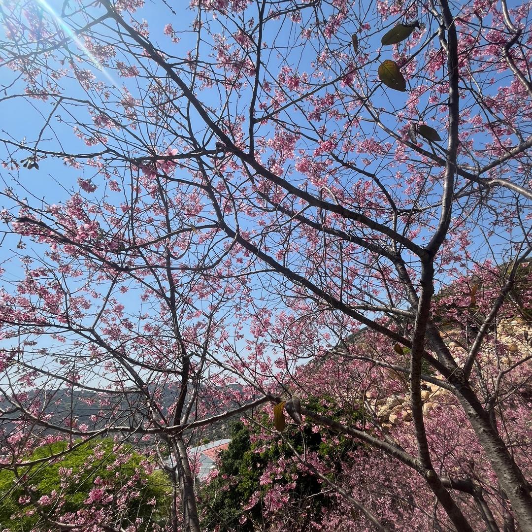 夏天的雪。