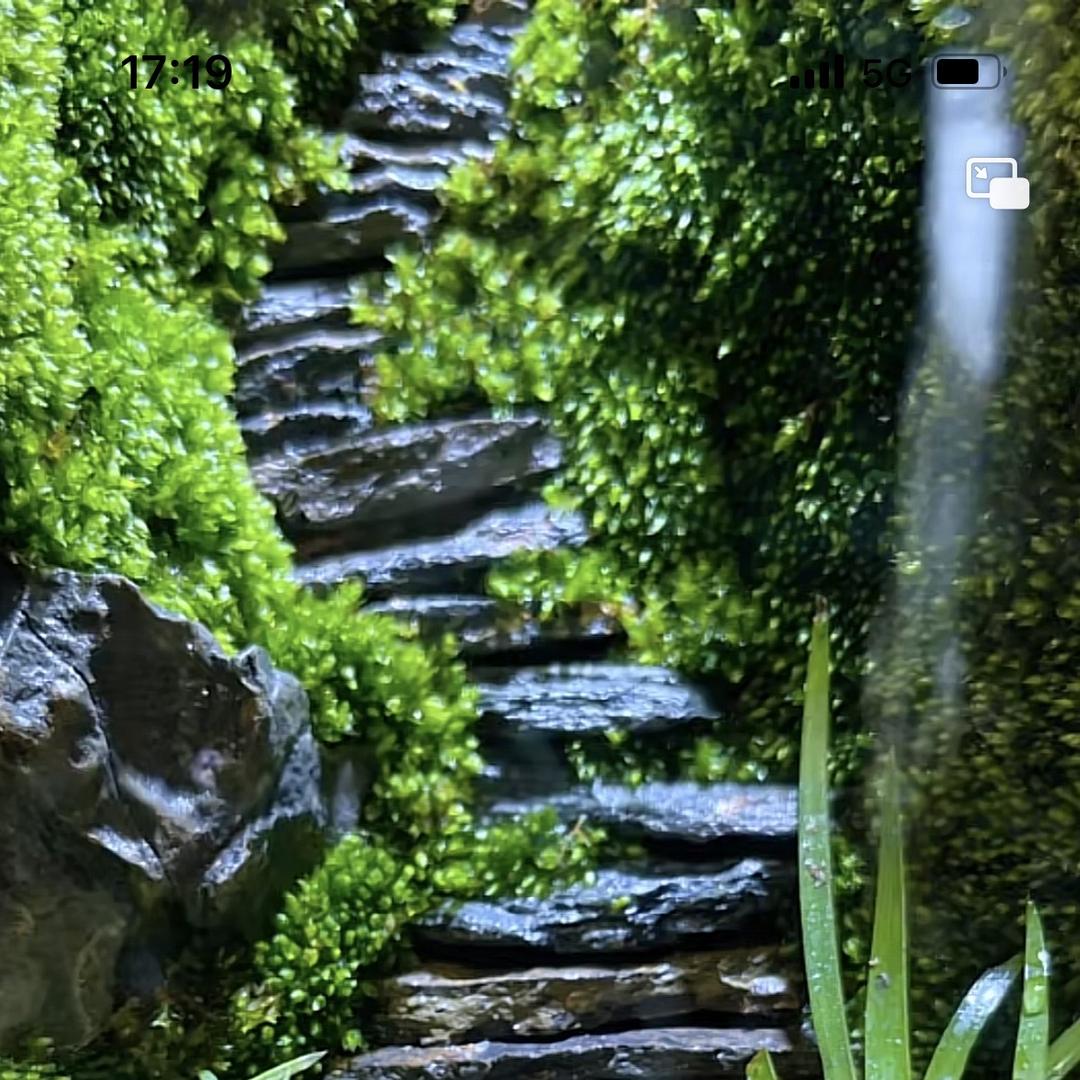 晴天绿植