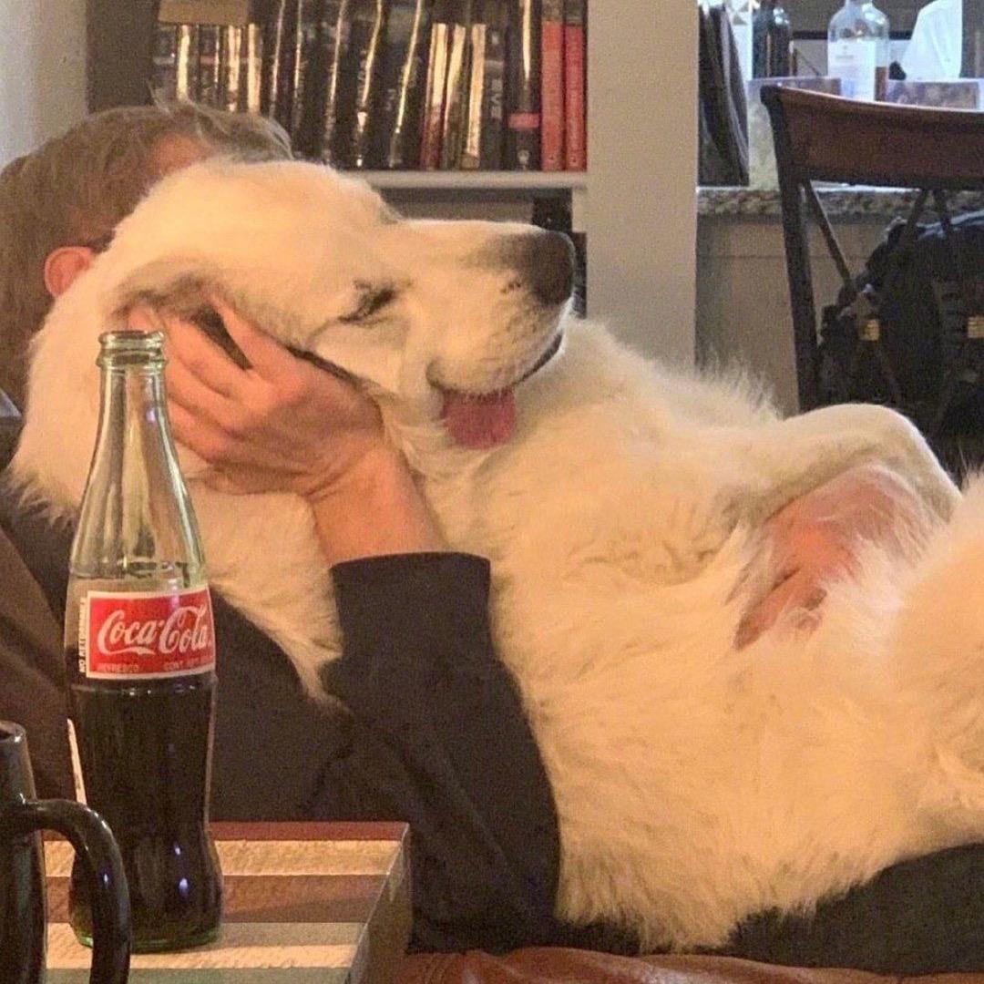 予猫