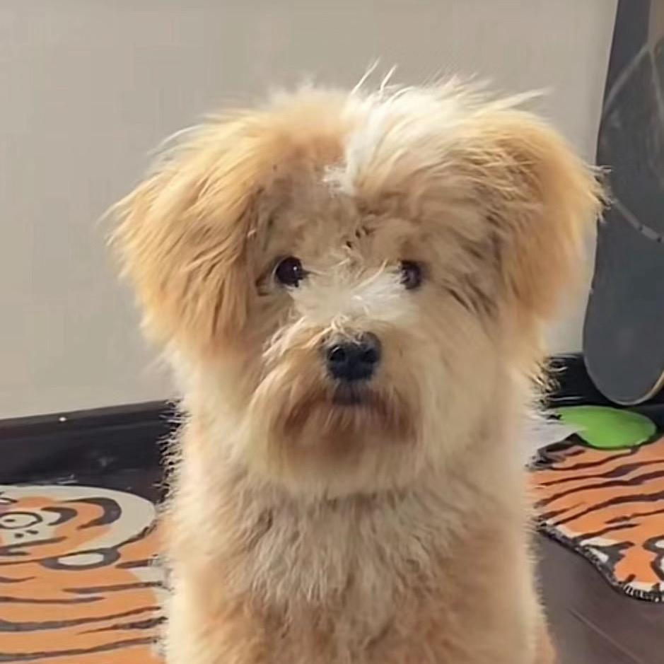 昊昊