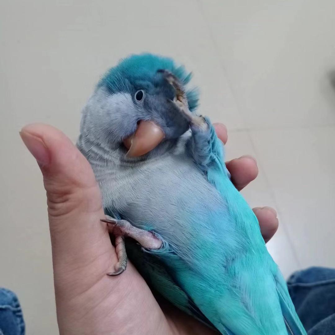 鹦鹉小宝贝🦜