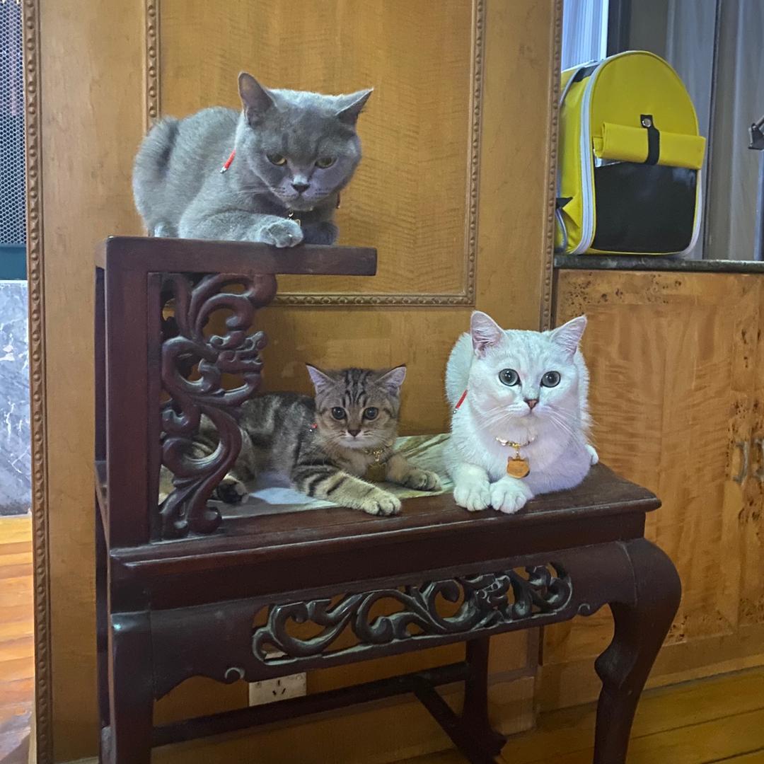 六福全猫