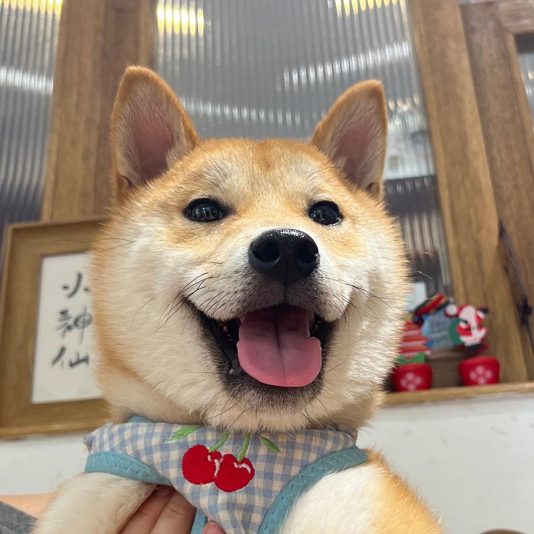 小柴李圣诞🎄