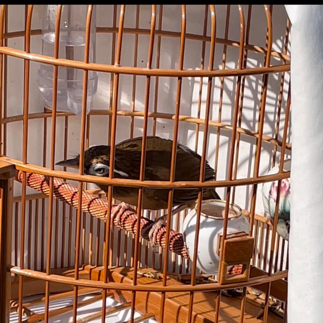 凤城战将鸟食（字母哥）