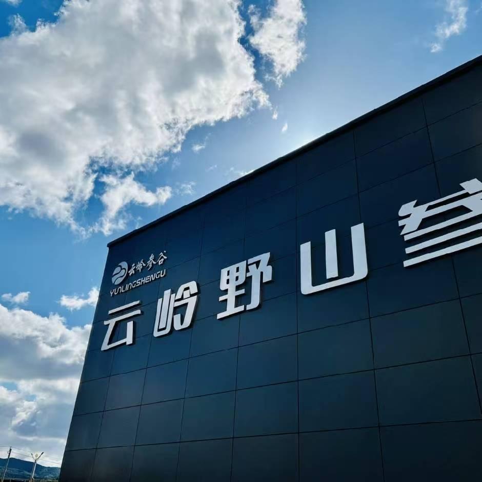 云岭野山参