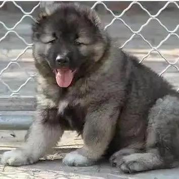 犬业繁育基地分享