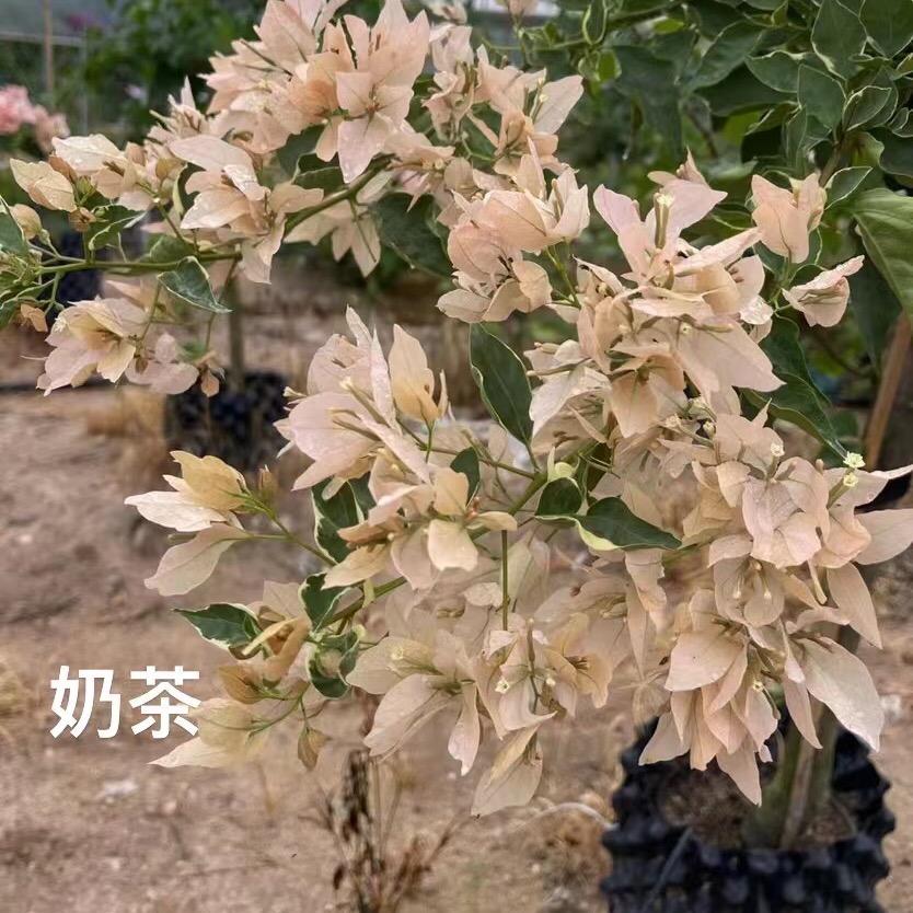 淘桩园艺三角梅