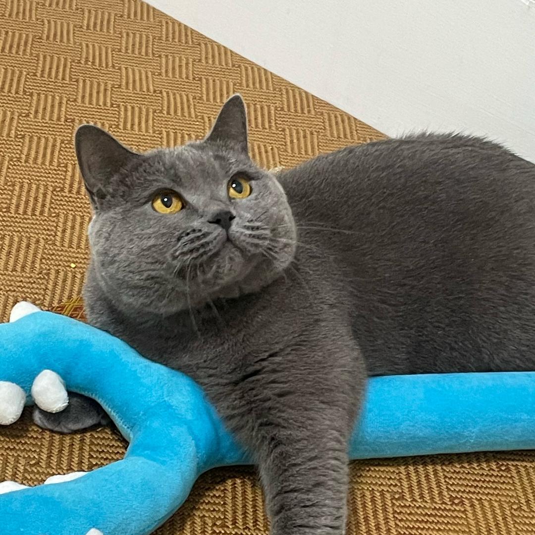 骑羊放羊找羊骂羊