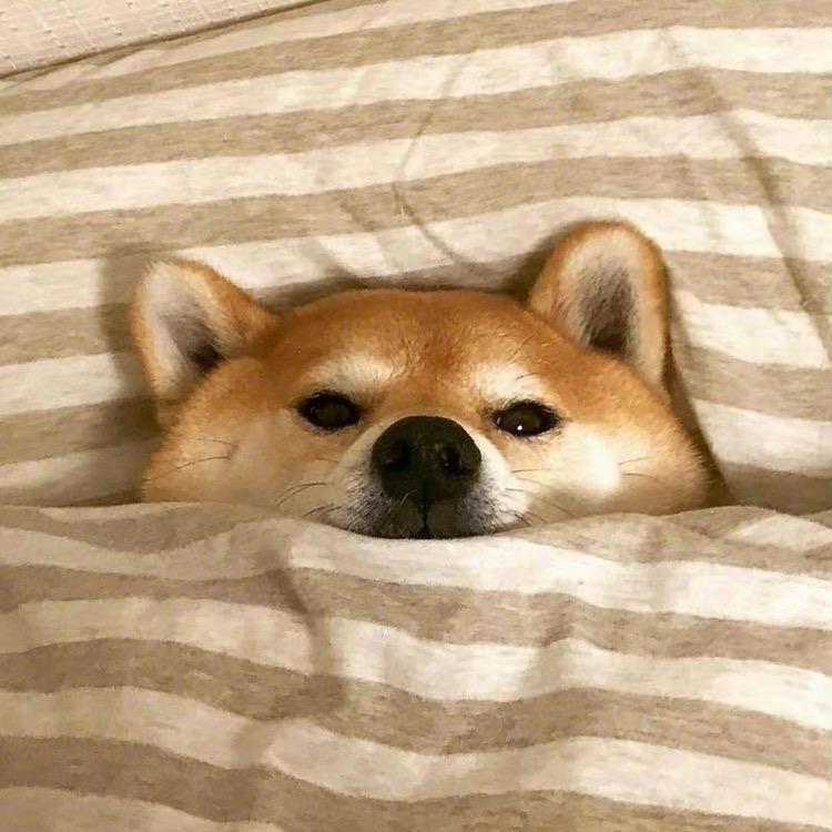 周大头头头