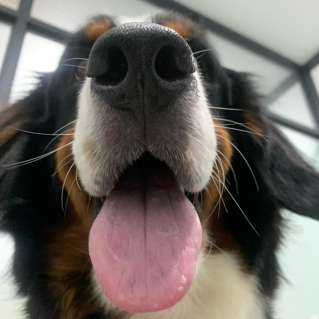老狗