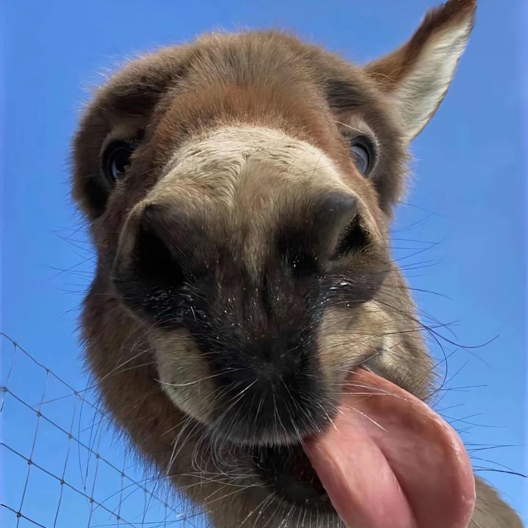 宸💋序