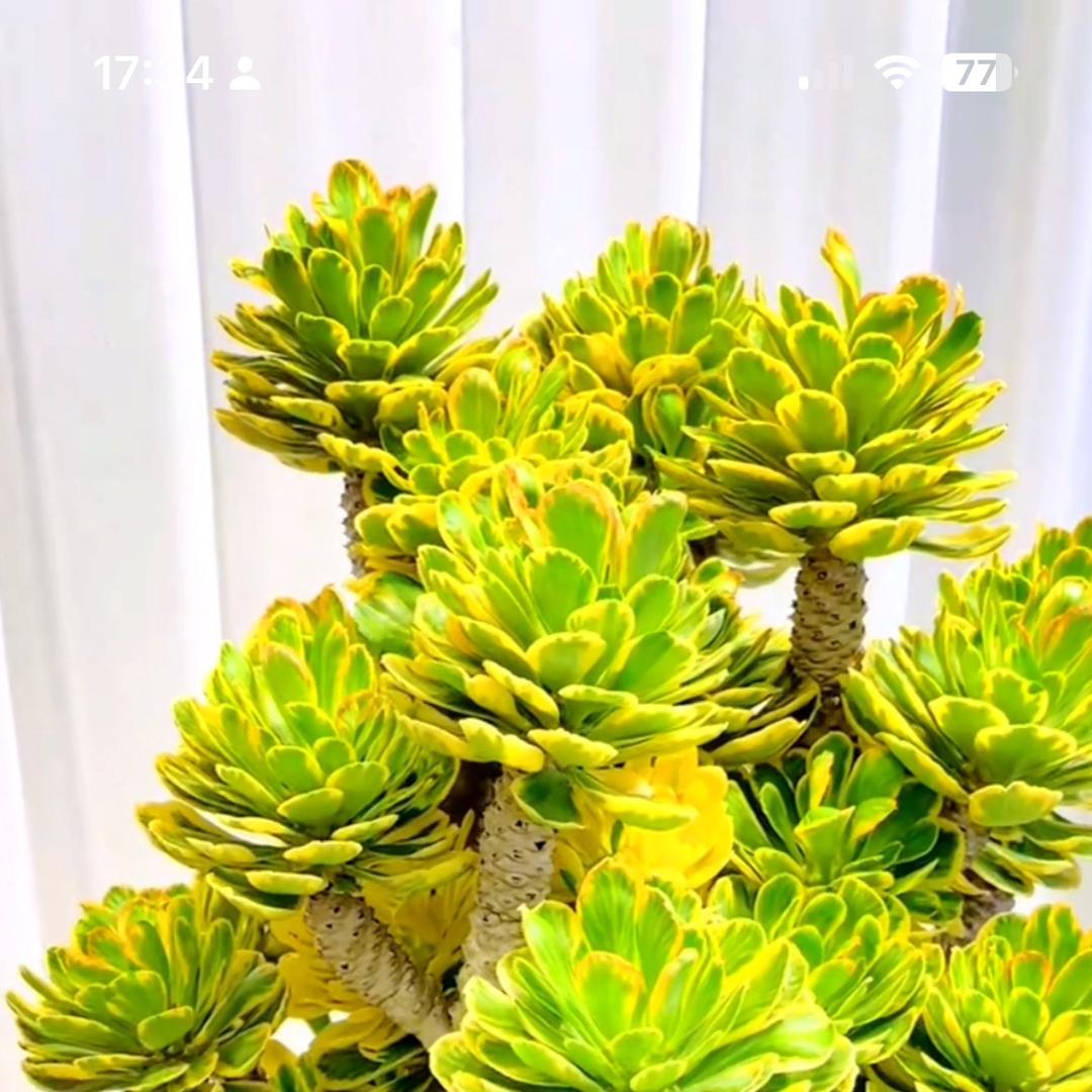 闽南花卉精选