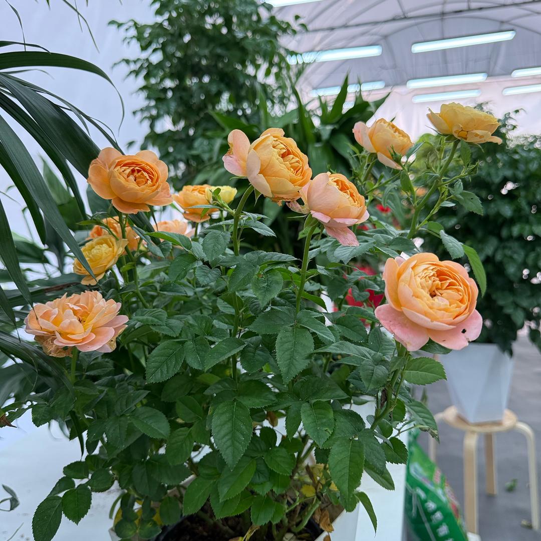 杰初美美花卉绿植