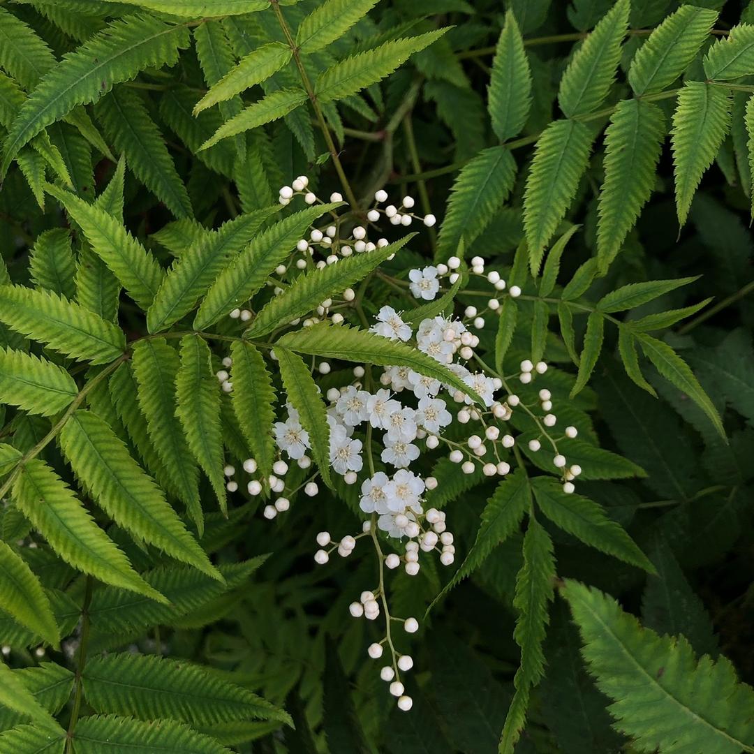 🌿🌿🌿