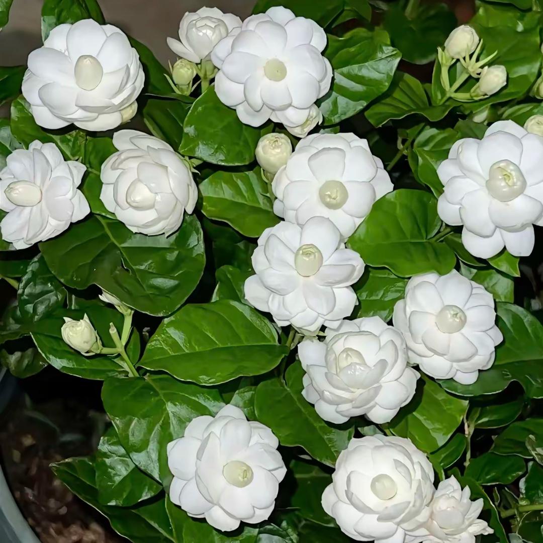 茉莉