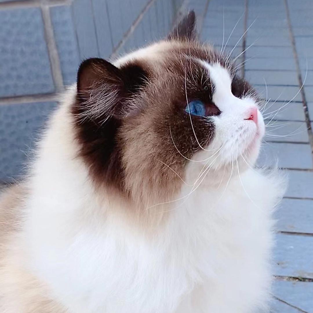 猫猫是只布偶猫