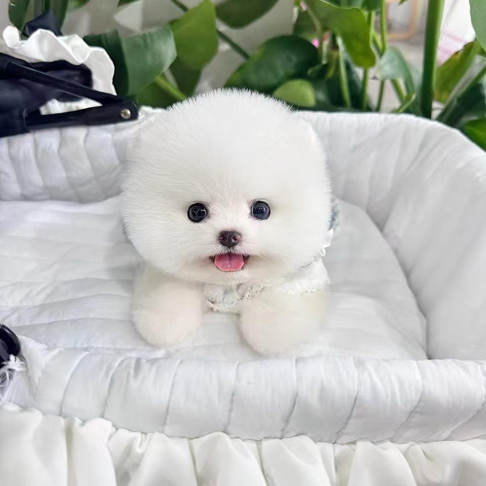 一一博美茶杯犬