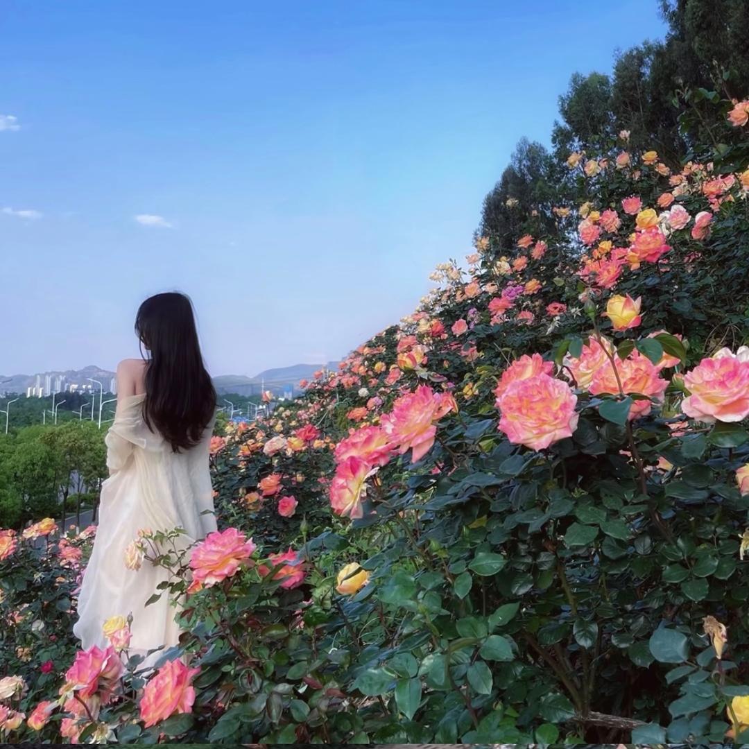 锦妍花卉种植园