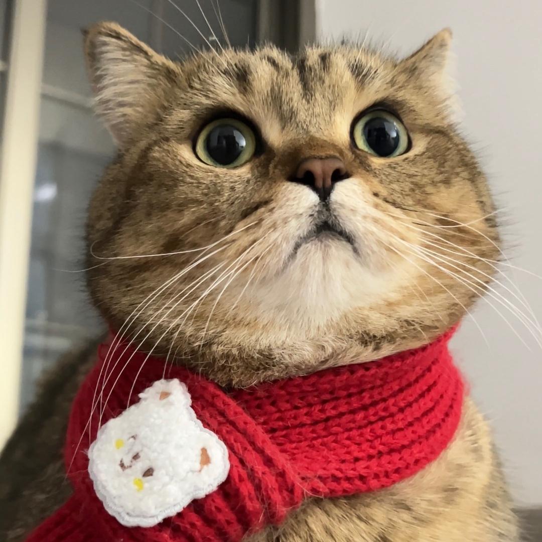 来福不吃猫罐头🎊