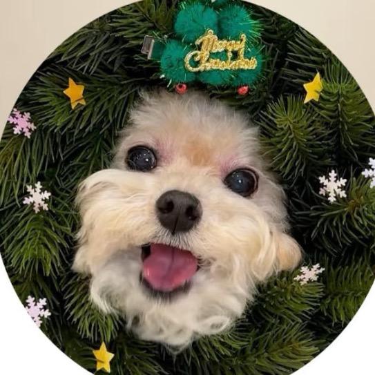 11🌲