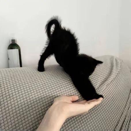 一只猫🐱