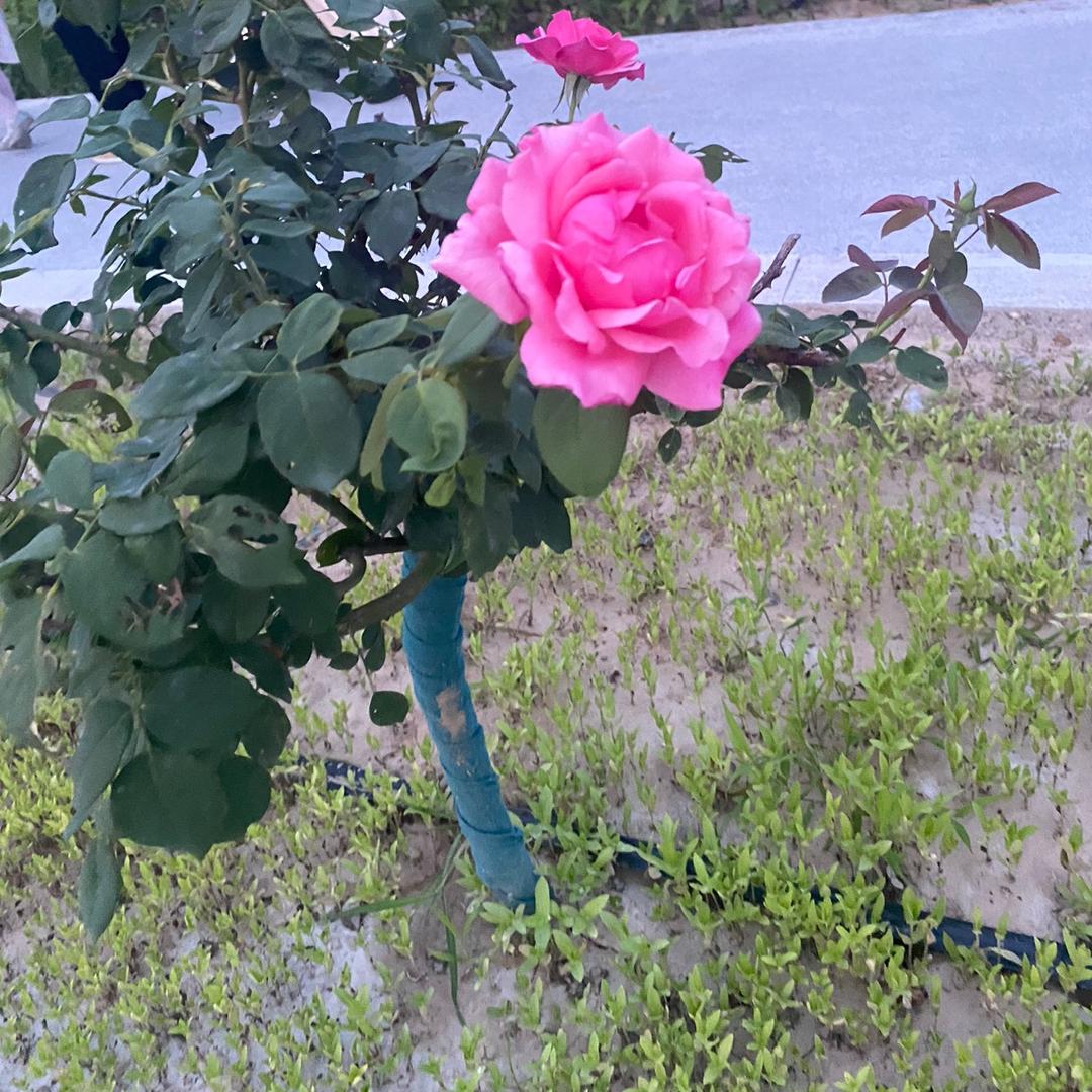 仙二代