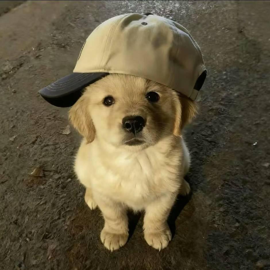 傻菠萝（三角洲行动）