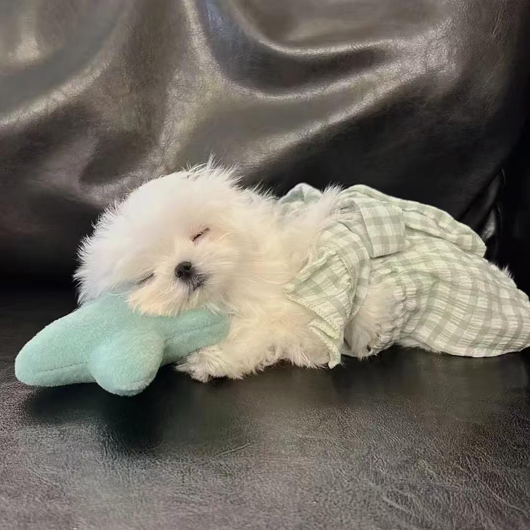 天·睡不醒的猪💤