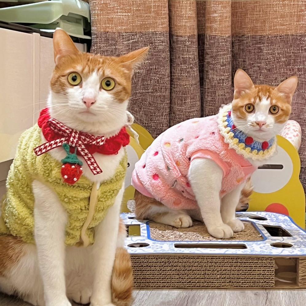 布朗布布是橘猫🐱