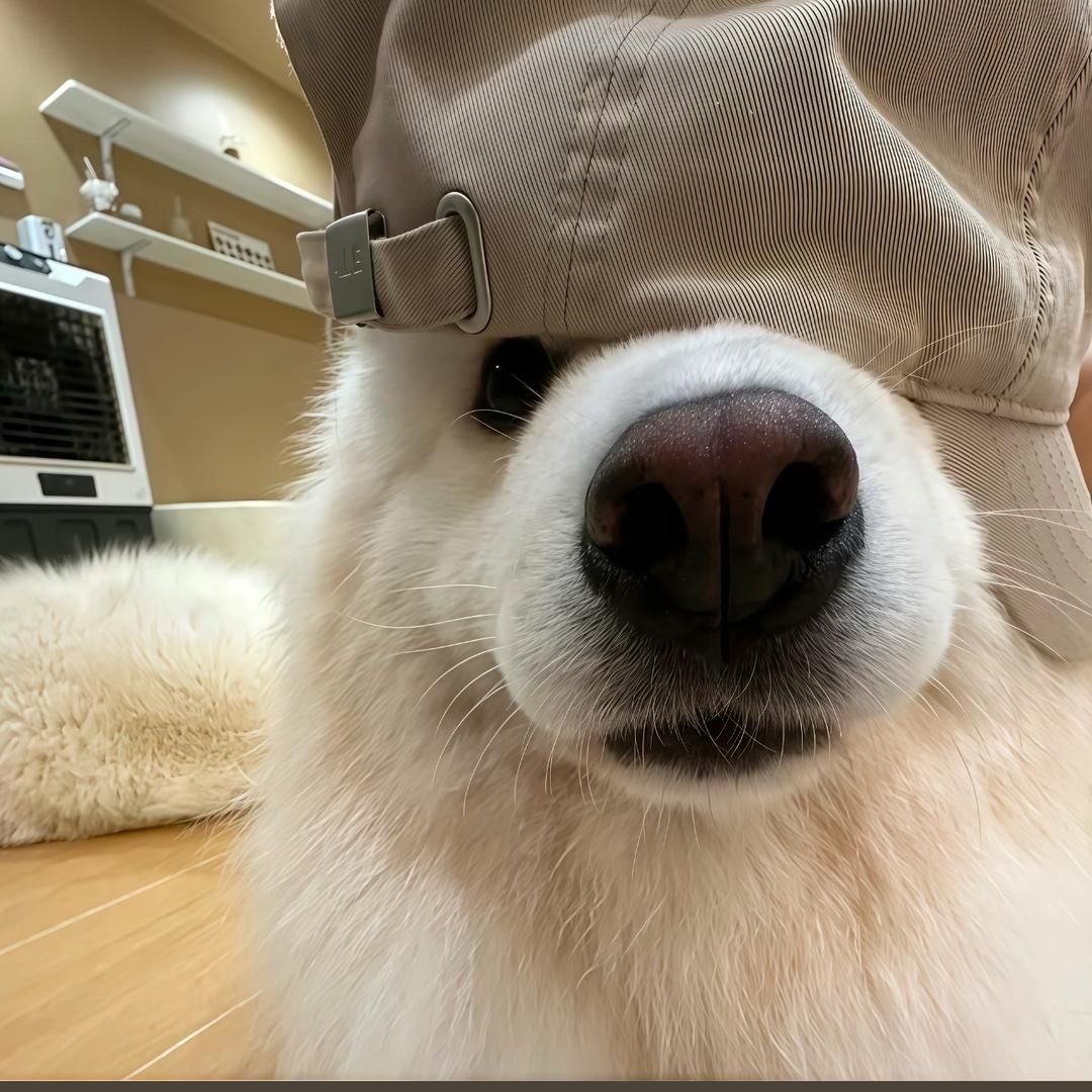 月江影