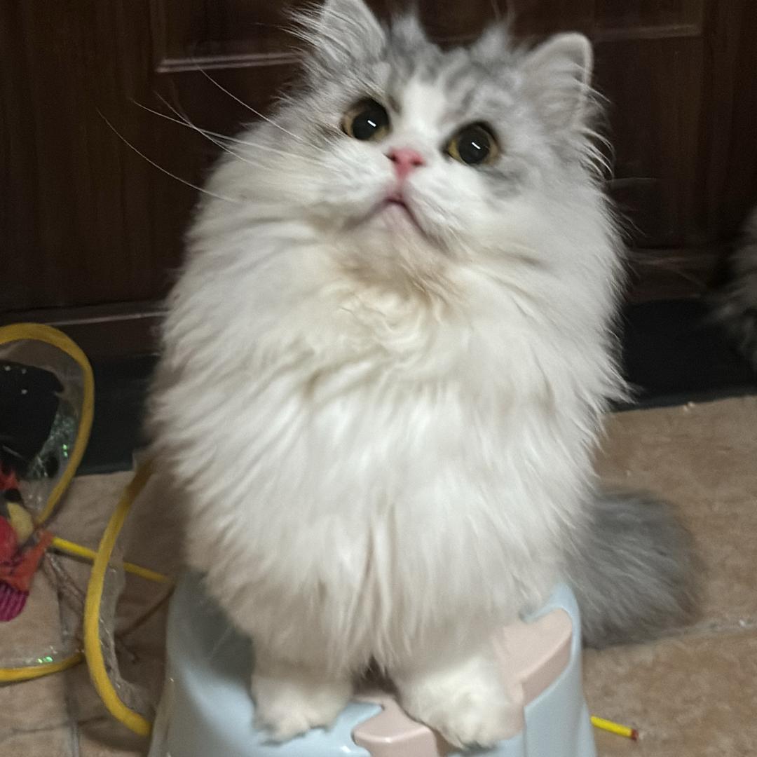 哦豁