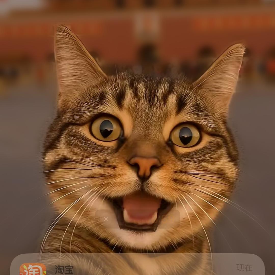 三只猫