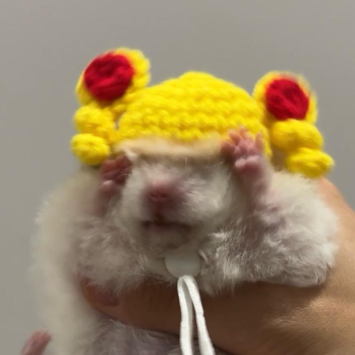 ✨顿顿有饭吃