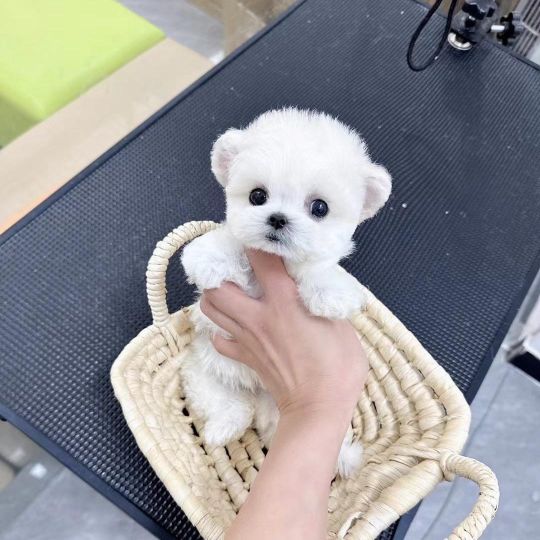 萌萌小宠