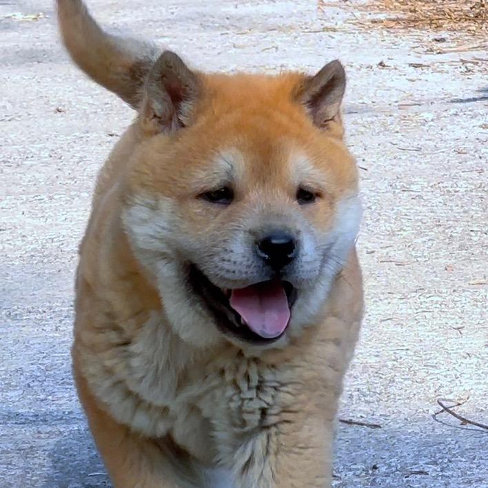 追风田园犬土猎
