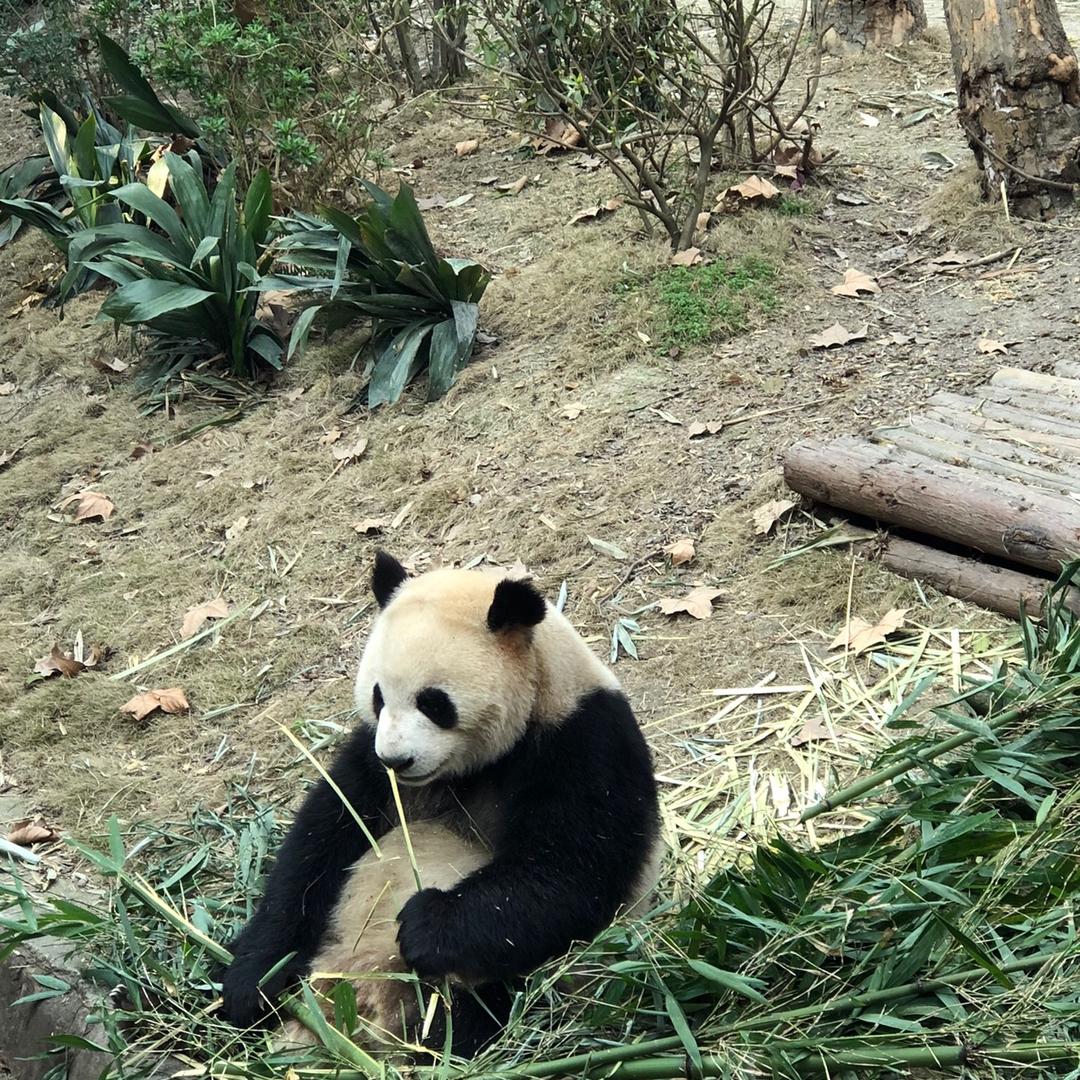 鹅