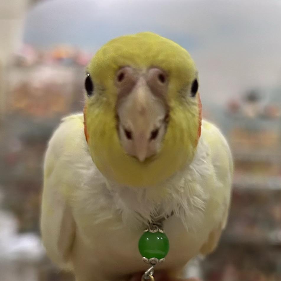 嘟嘟🐥