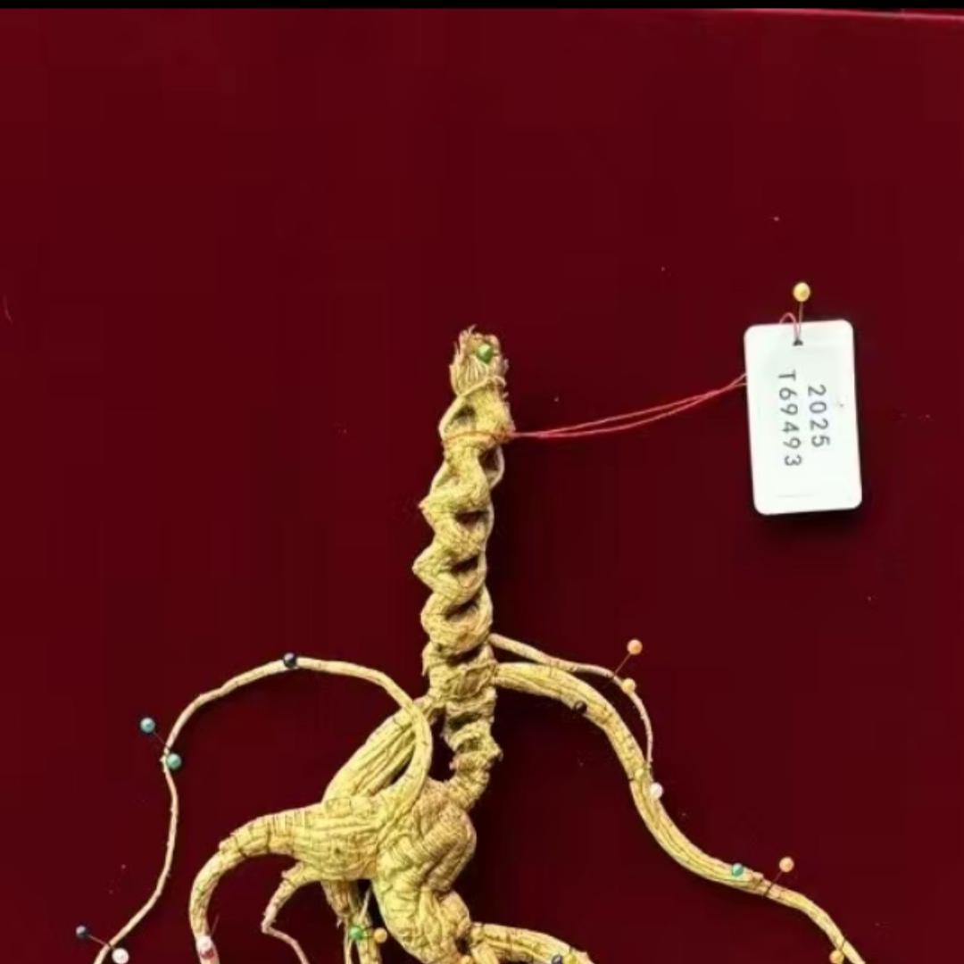 长白山宇洋特产店