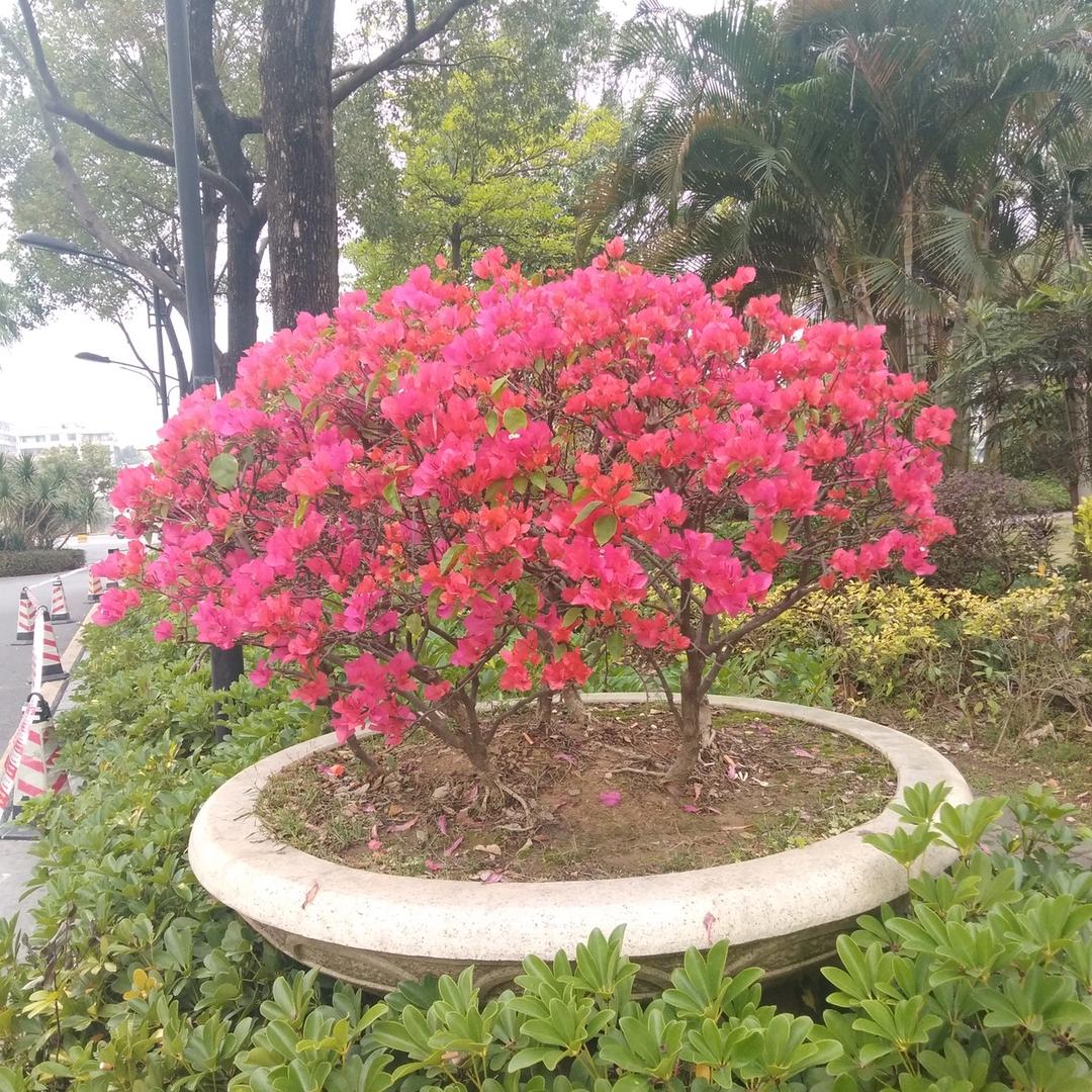 湘衡.