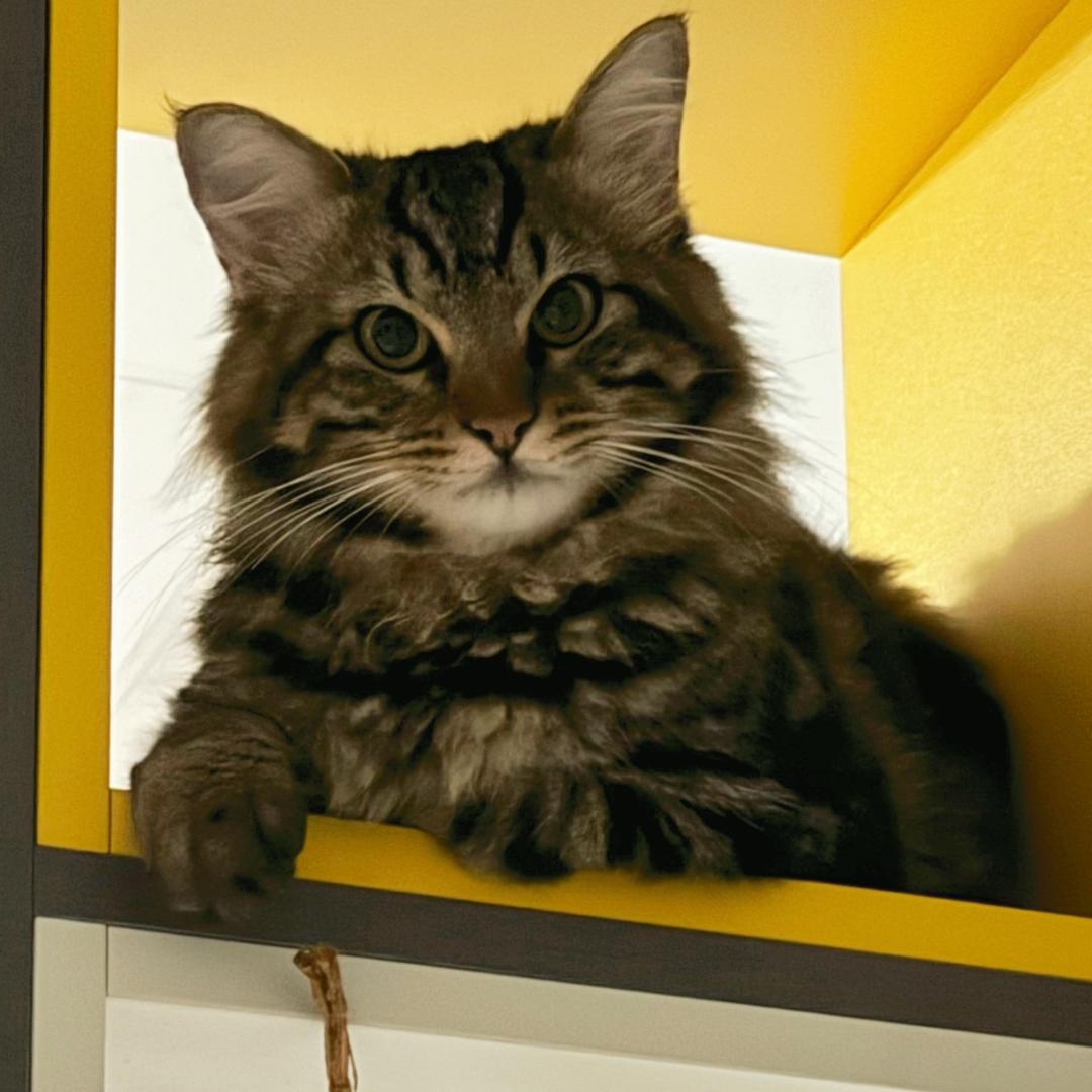 暴躁犟种说不得一点鹿