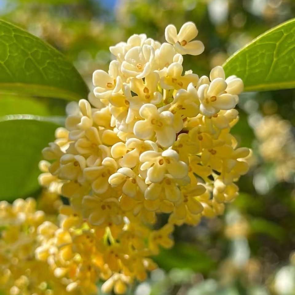 辉红桂花汇