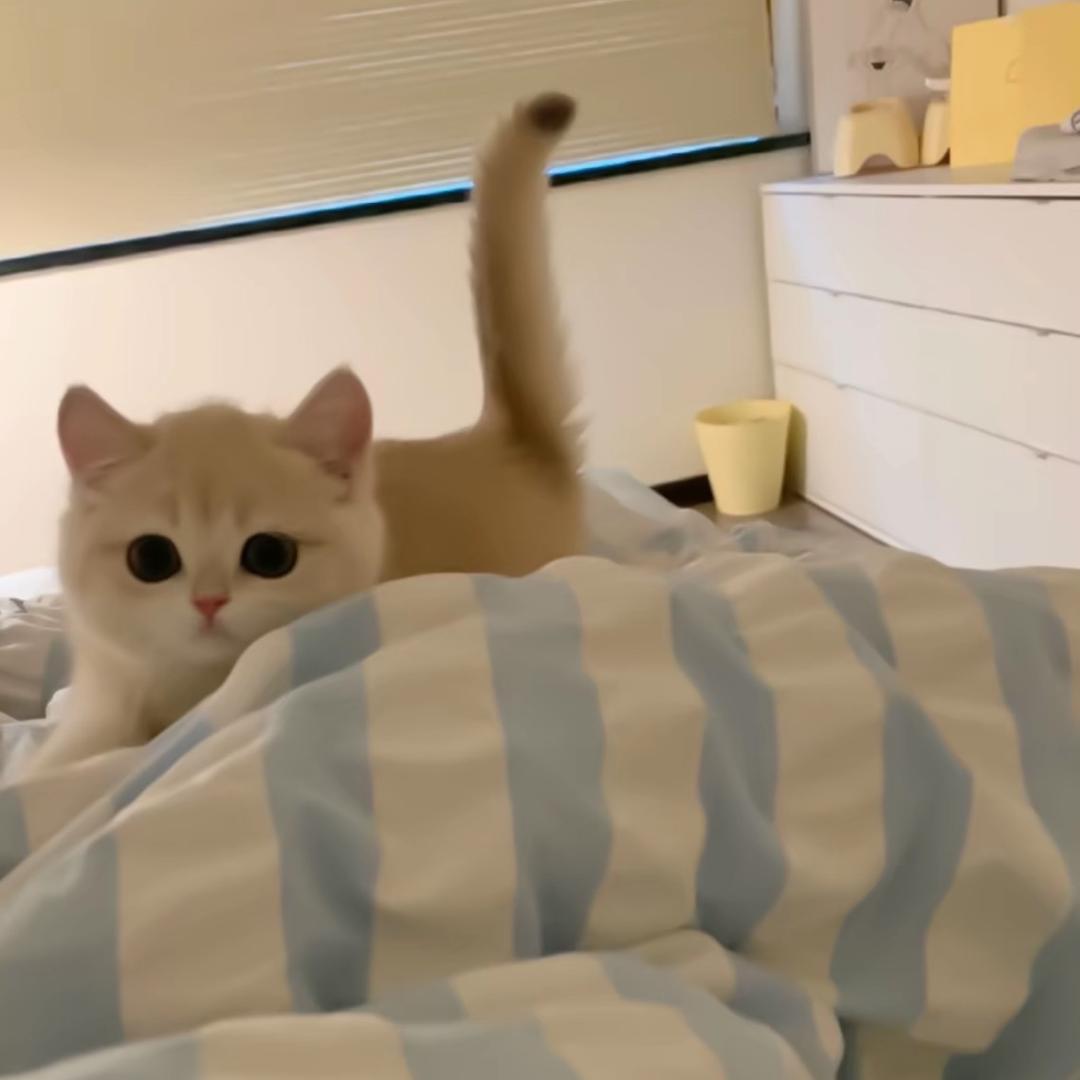 xe
