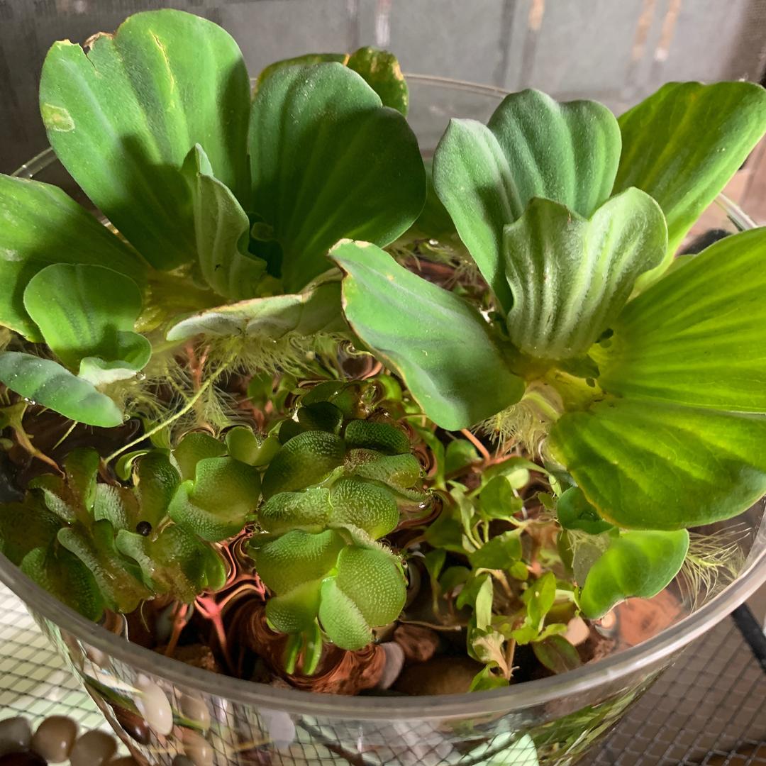 木子打下的江山