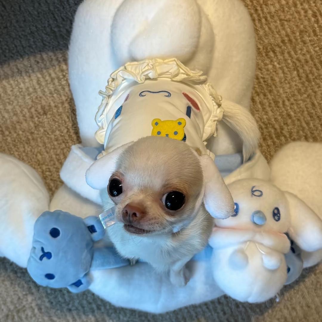 小狗还是第一名🥇