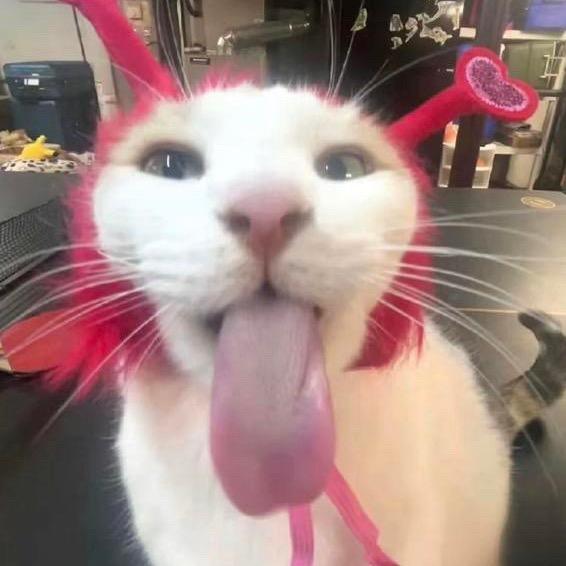 超越的猫