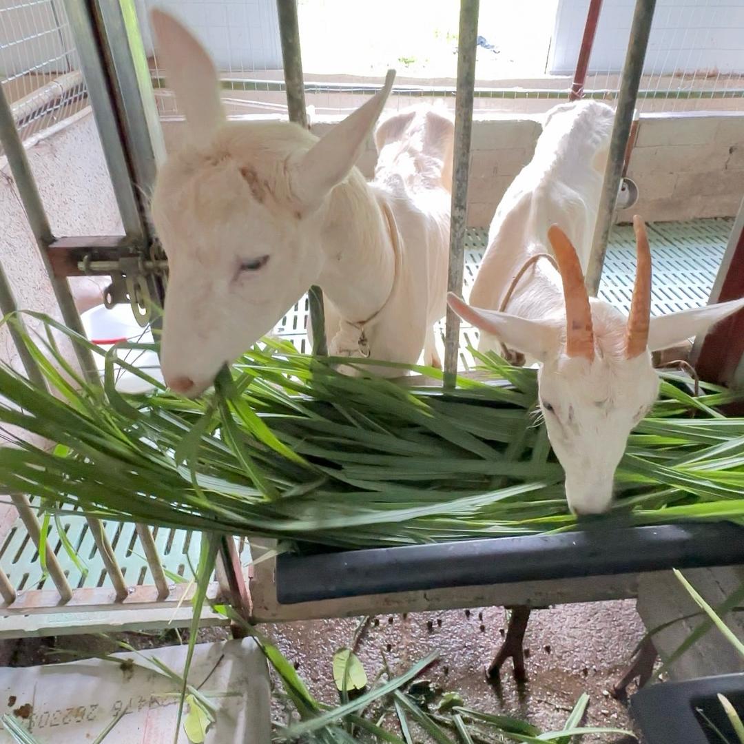 燕子的养羊日记