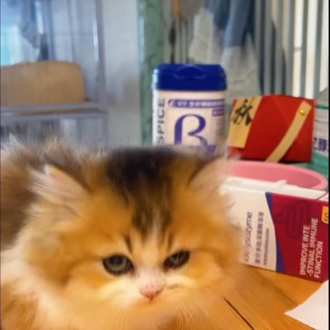 陈中村猫舍小助理