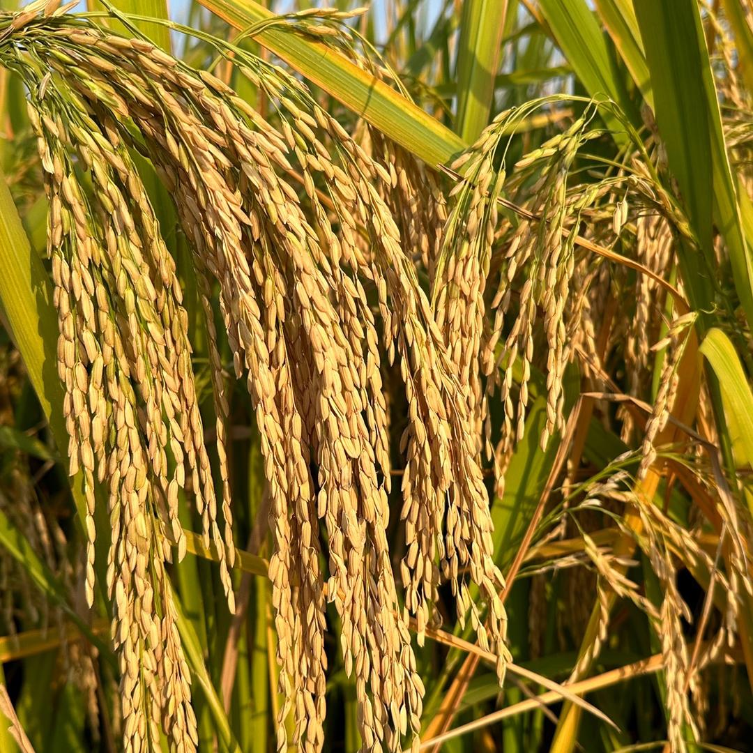 德圣高产水稻农资